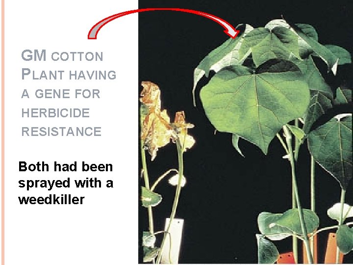 GM COTTON PLANT HAVING A GENE FOR HERBICIDE RESISTANCE Both had been sprayed with