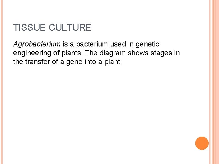 TISSUE CULTURE Agrobacterium is a bacterium used in genetic engineering of plants. The diagram