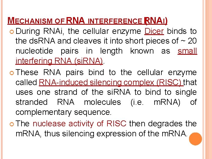 MECHANISM OF RNA INTERFERENCE RNA ( I) During RNAi, the cellular enzyme Dicer binds