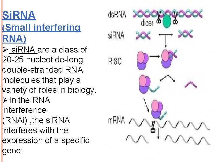 Si. RNA (Small interfering RNA) Ø si. RNA are a class of 20 -25