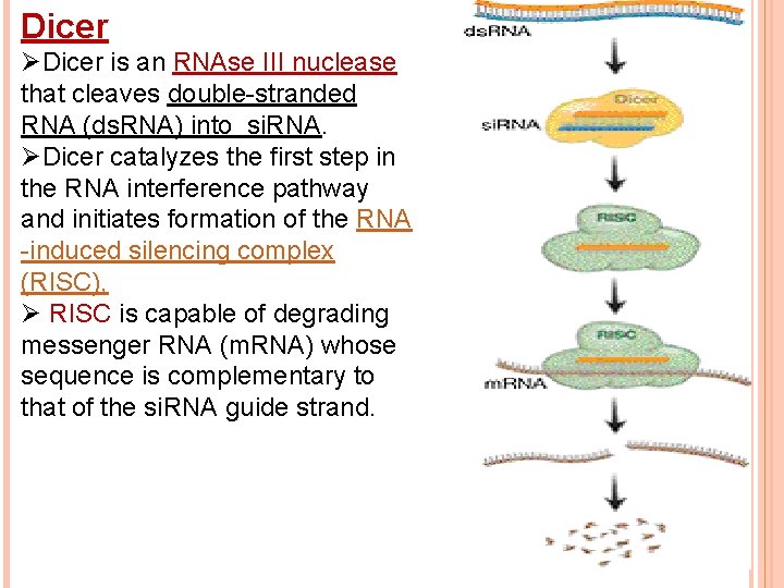 Dicer ØDicer is an RNAse III nuclease that cleaves double-stranded RNA (ds. RNA) into