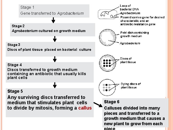 Stage 1 Gene transferred to Agrobacterium Stage 2 Agrobacterium cultured on growth medium Stage