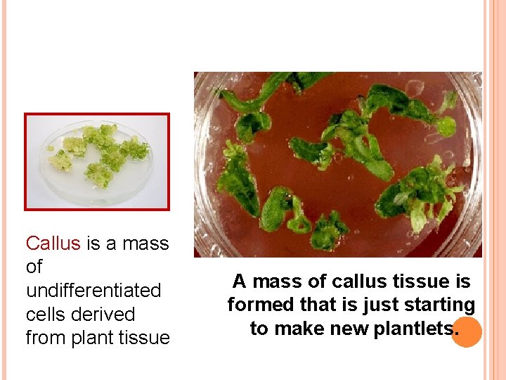 Callus is a mass of undifferentiated cells derived from plant tissue A mass of