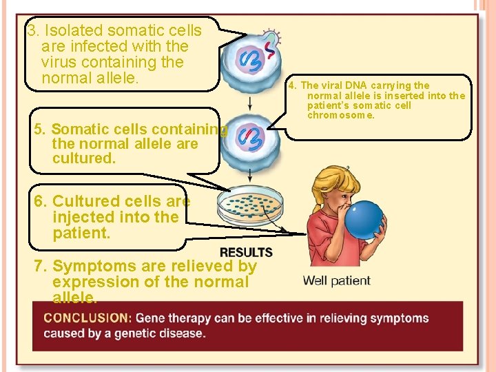 3. Isolated somatic cells are infected with the virus containing the normal allele. 5.