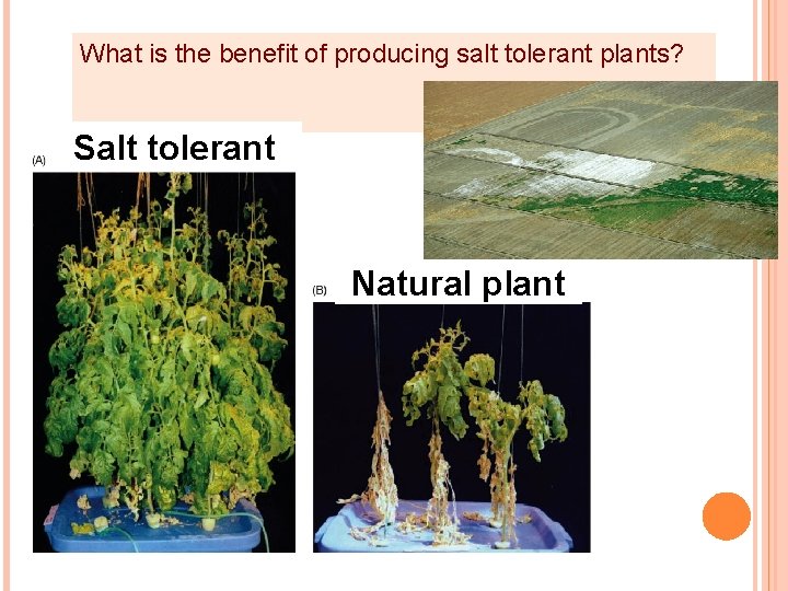 What is the benefit of producing salt tolerant plants? Salt tolerant Natural plant 