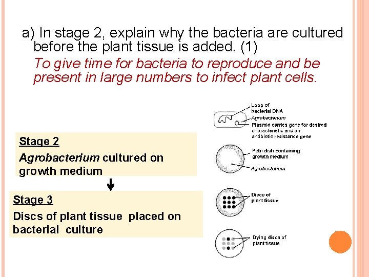 a) In stage 2, explain why the bacteria are cultured before the plant tissue