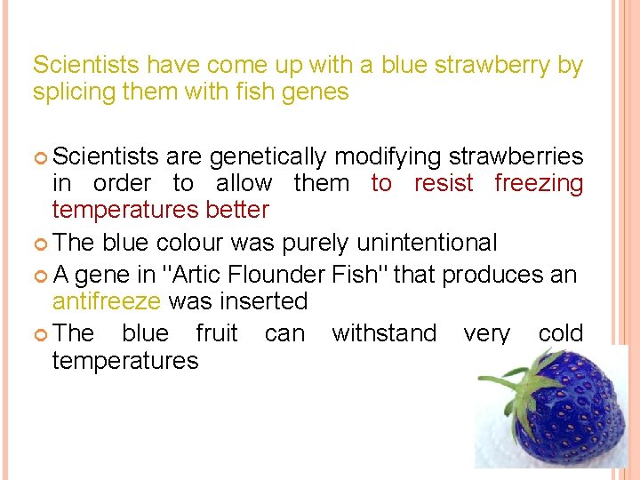 Scientists have come up with a blue strawberry by splicing them with fish genes