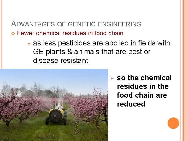 ADVANTAGES OF GENETIC ENGINEERING Fewer chemical residues in food chain § as less pesticides