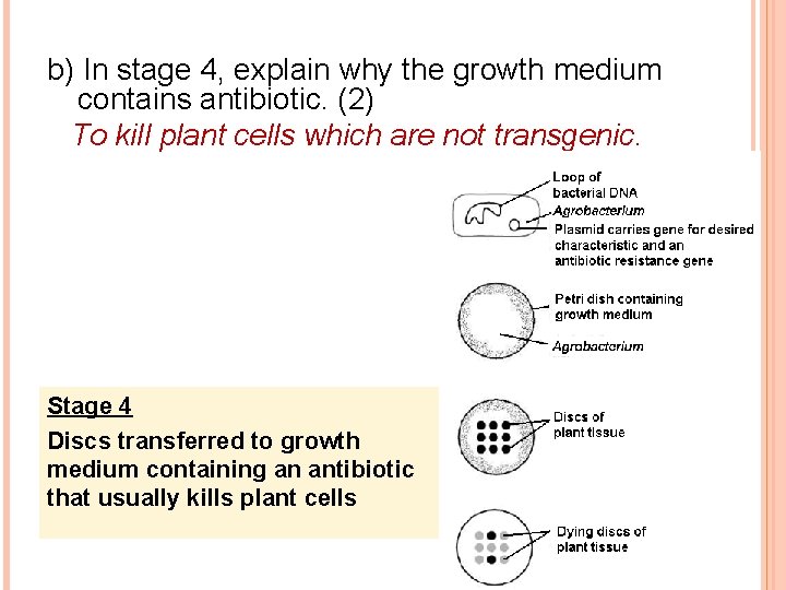 b) In stage 4, explain why the growth medium contains antibiotic. (2) To kill