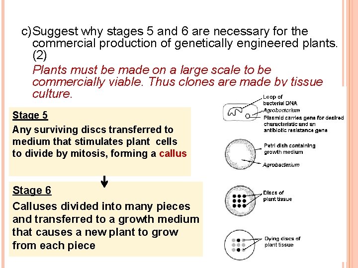c)Suggest why stages 5 and 6 are necessary for the commercial production of genetically