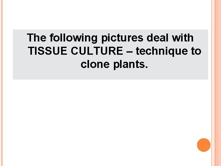 The following pictures deal with TISSUE CULTURE – technique to clone plants. 