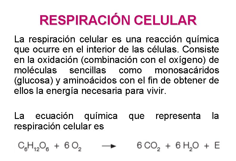 RESPIRACIÓN CELULAR La respiración celular es una reacción química que ocurre en el interior