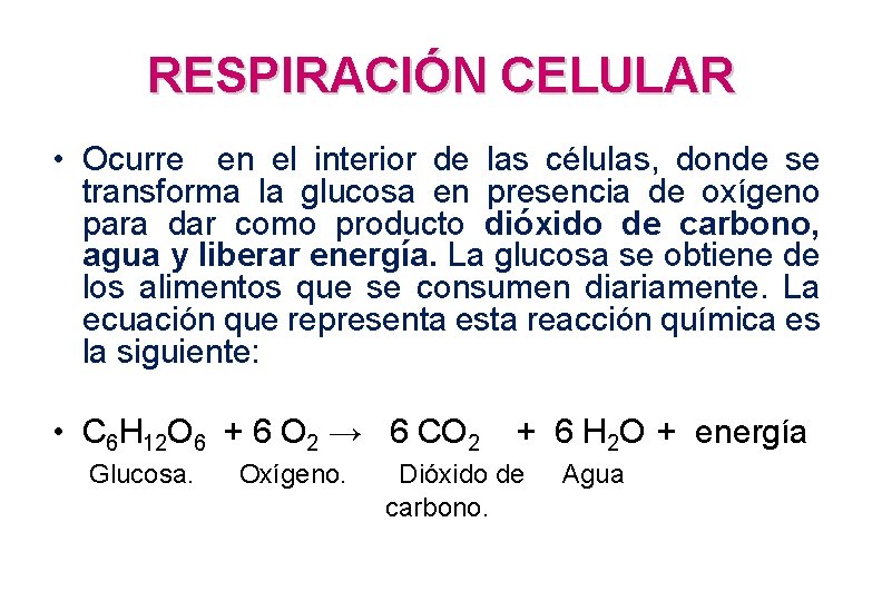 RESPIRACIÓN CELULAR • Ocurre en el interior de las células, donde se transforma la