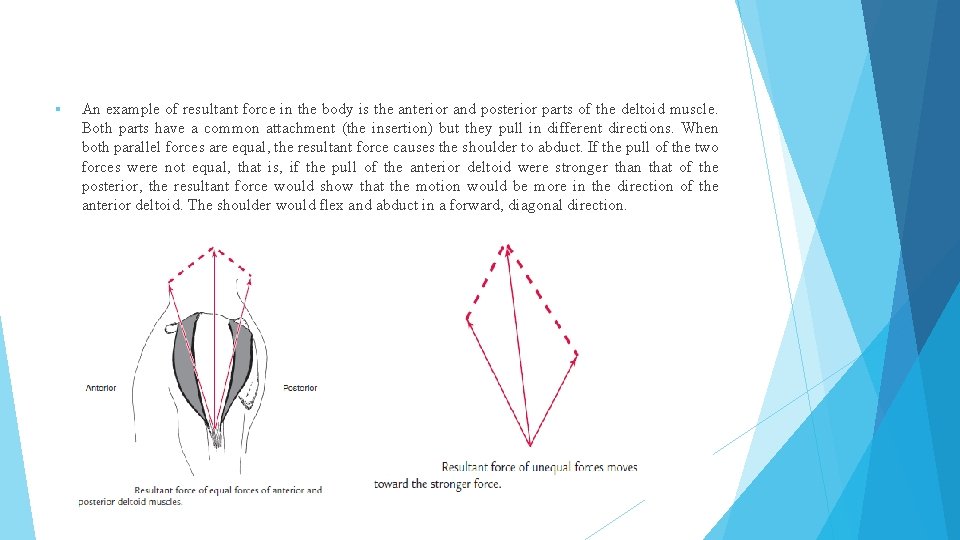 § An example of resultant force in the body is the anterior and posterior