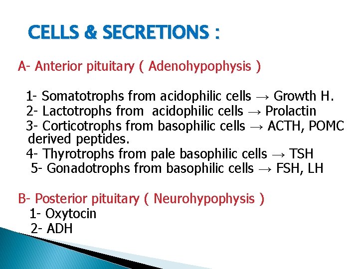 CELLS & SECRETIONS : A- Anterior pituitary ( Adenohypophysis ) 1 - Somatotrophs from