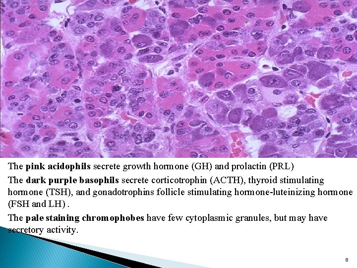 . The pink acidophils secrete growth hormone (GH) and prolactin (PRL) The dark purple