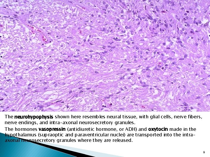 The neurohypophysis shown here resembles neural tissue, with glial cells, nerve fibers, nerve endings,