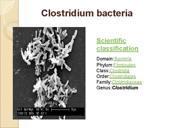 Clostridium bacteria Scientific classification Domain: Bacteria Phylum: Firmicutes Class: Clostridia Order: Clostridiales Family: Clostridiaceae