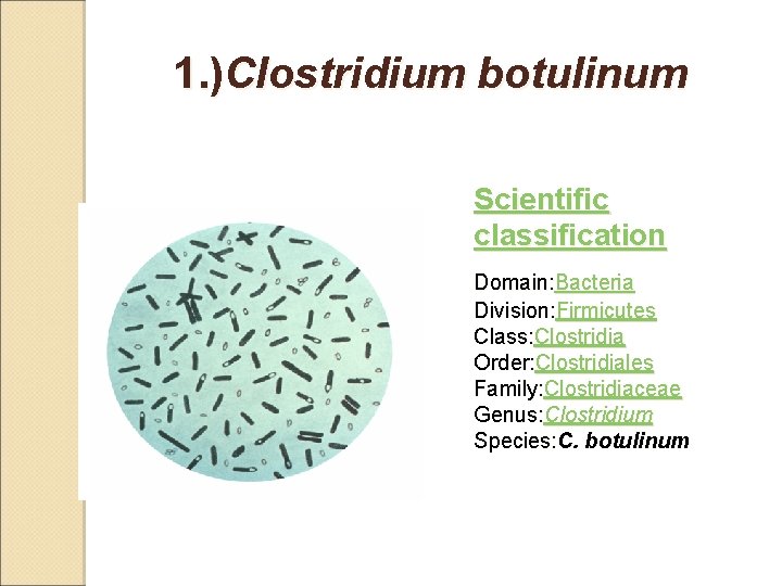 1. )Clostridium botulinum Scientific classification Domain: Bacteria Division: Firmicutes Class: Clostridia Order: Clostridiales Family: