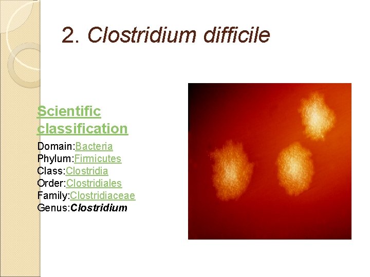 2. Clostridium difficile Scientific classification Domain: Bacteria Phylum: Firmicutes Class: Clostridia Order: Clostridiales Family: