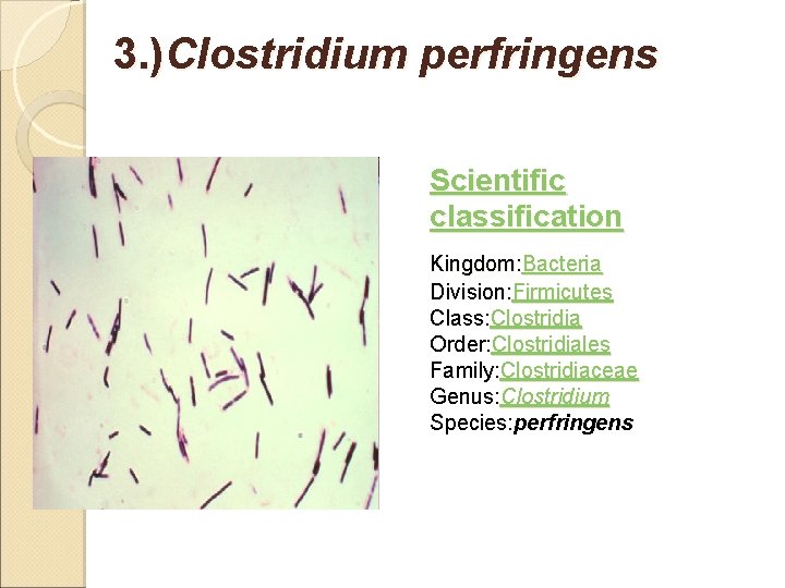 3. )Clostridium perfringens Scientific classification Kingdom: Bacteria Division: Firmicutes Class: Clostridia Order: Clostridiales Family: