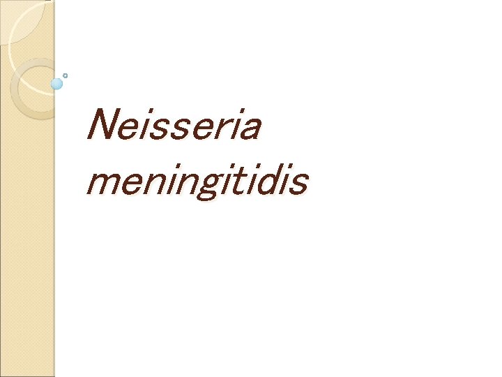 Neisseria meningitidis 