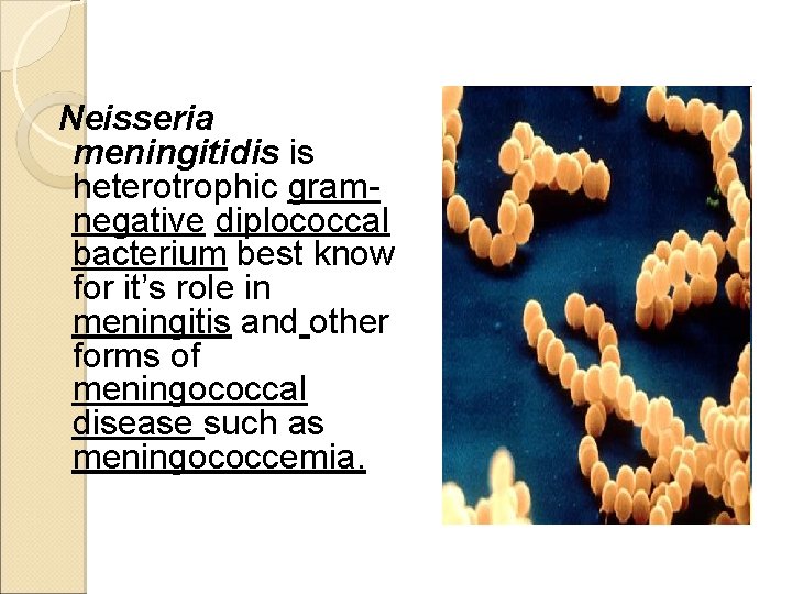 Neisseria meningitidis is heterotrophic gramnegative diplococcal bacterium best know for it’s role in meningitis
