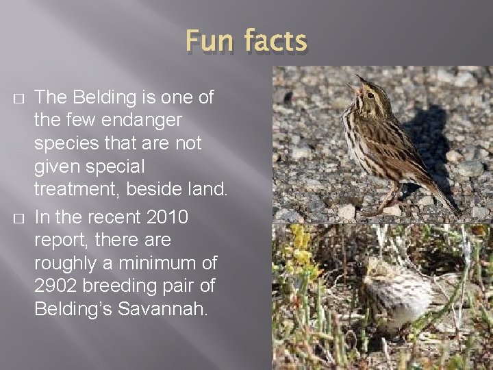 Fun facts � � The Belding is one of the few endanger species that