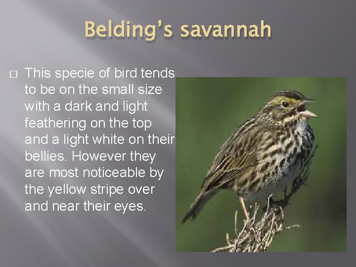 Belding’s savannah � This specie of bird tends to be on the small size