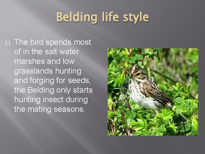 Belding life style � The bird spends most of in the salt water marshes