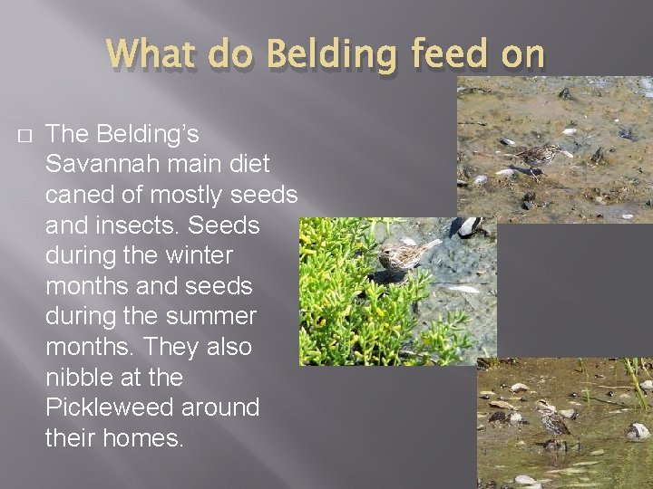 What do Belding feed on � The Belding’s Savannah main diet caned of mostly