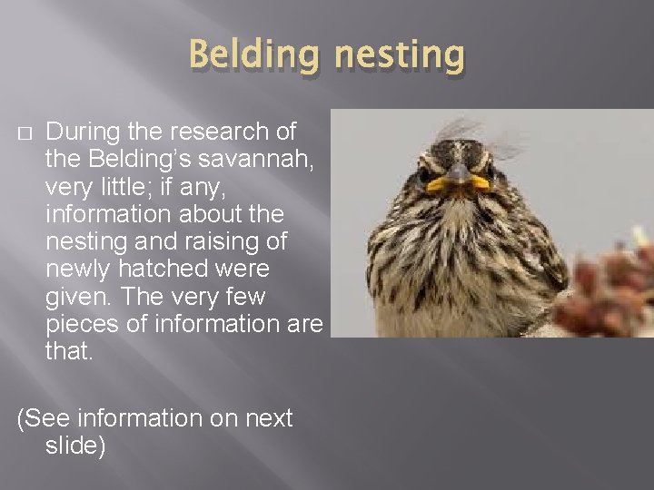 Belding nesting � During the research of the Belding’s savannah, very little; if any,