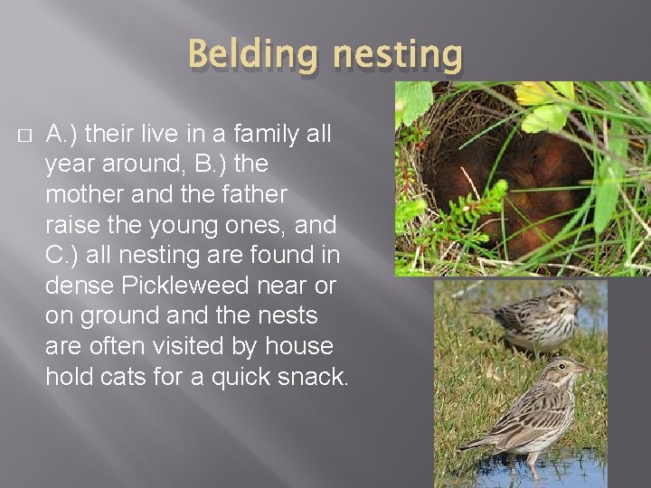 Belding nesting � A. ) their live in a family all year around, B.