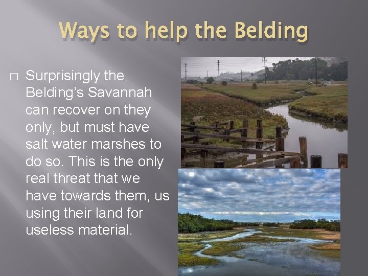 Ways to help the Belding � Surprisingly the Belding’s Savannah can recover on they