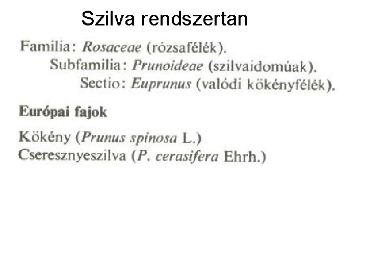 Szilva rendszertan 