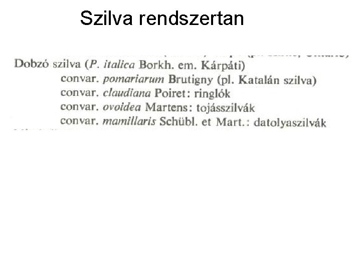 Szilva rendszertan 