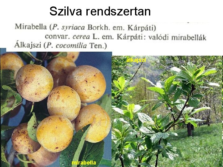 Szilva rendszertan álkajszi mirabella 