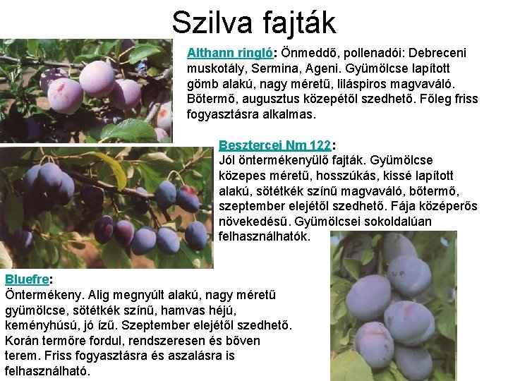 Szilva fajták Althann ringló: Önmeddő, pollenadói: Debreceni muskotály, Sermina, Ageni. Gyümölcse lapított gömb alakú,