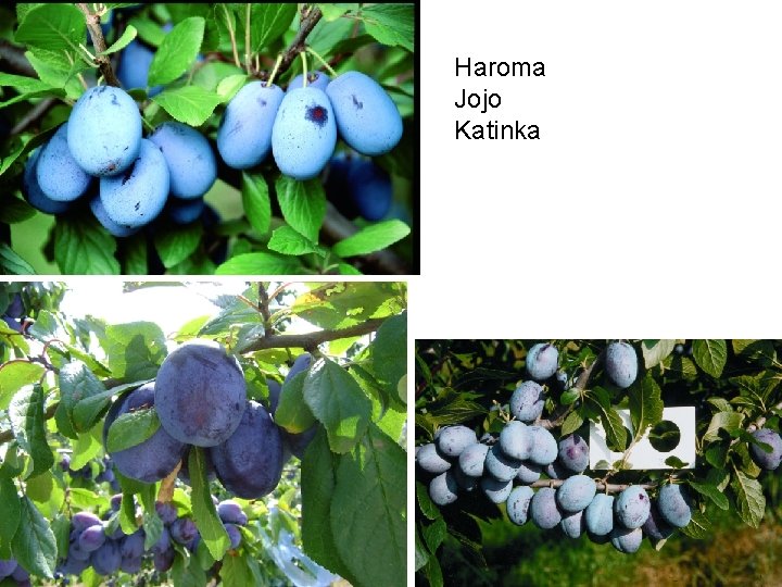 Haroma Jojo Katinka 