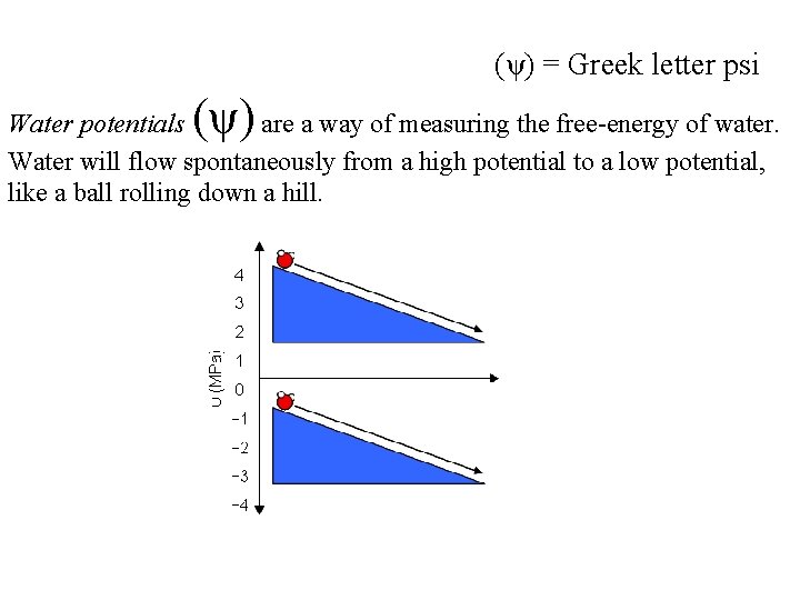 (ψ) = Greek letter psi (ψ) Water potentials are a way of measuring the