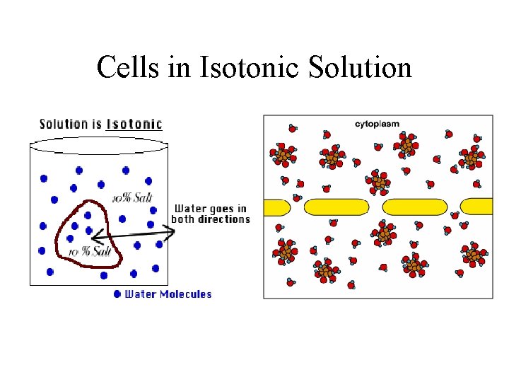 Cells in Isotonic Solution 