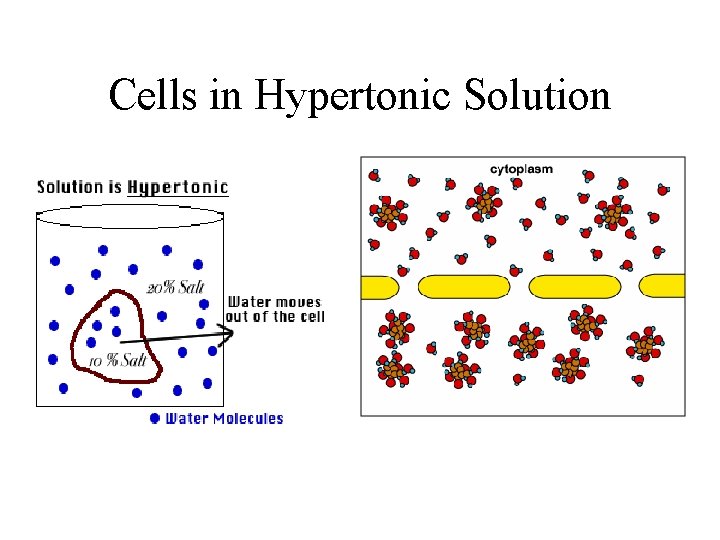 Cells in Hypertonic Solution 