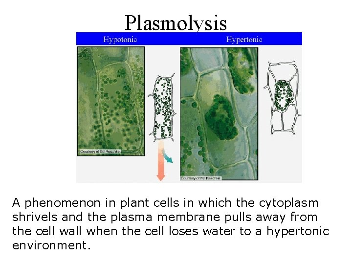 Plasmolysis A phenomenon in plant cells in which the cytoplasm shrivels and the plasma