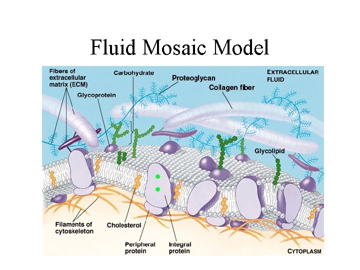 Fluid Mosaic Model 