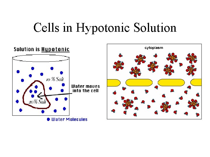 Cells in Hypotonic Solution 