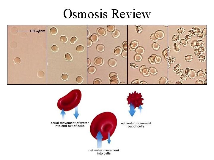 Osmosis Review 