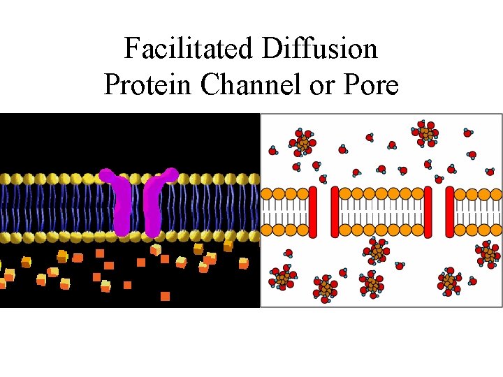 Facilitated Diffusion Protein Channel or Pore 