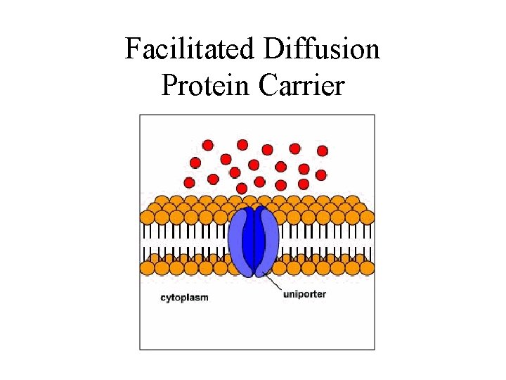 Facilitated Diffusion Protein Carrier 