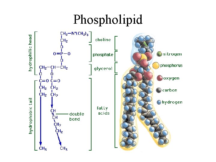 Phospholipid 