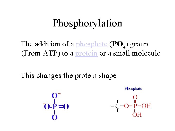Phosphorylation The addition of a phosphate (PO 4) group (From ATP) to a protein